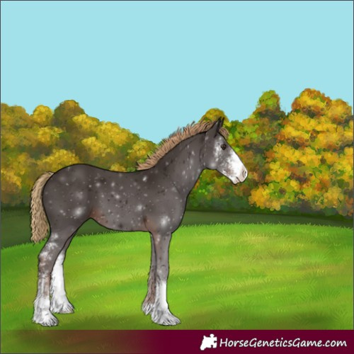 Horse Color:Liver Chestnut Sabino