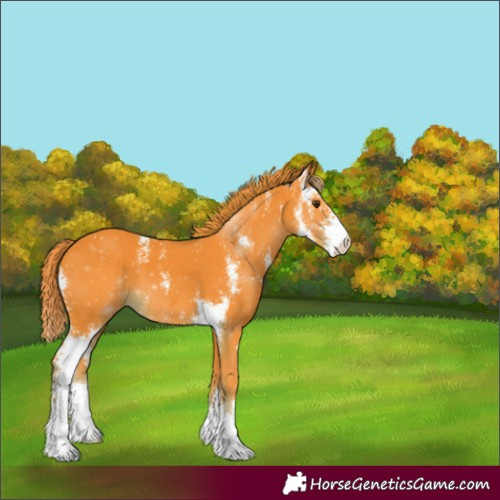 Horse Color:Watercolor Liver Chestnut Sabino 