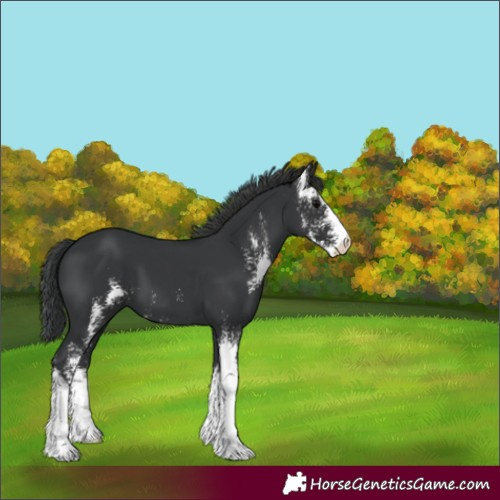 Horse Color:Black Sabino