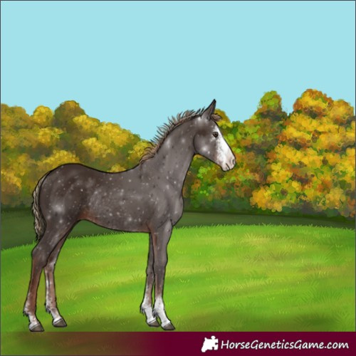 Horse Color:Liver Chestnut Sabino Rabicano
