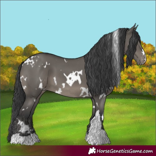 Horse Color:White Spotted Grullo Appaloosa