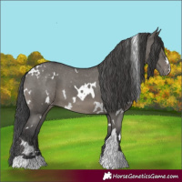 Horse Color:White Spotted Grullo Appaloosa 