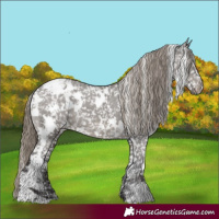 Horse Color:White Spotted Smoky Grullo Appaloosa 