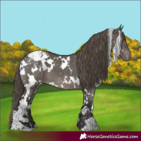 Horse Color:White Spotted Smoky Grullo Appaloosa 