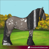 Horse Color:White Spotted Grullo 