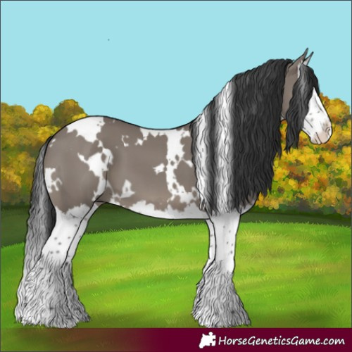 Horse Color:White Spotted Grullo Splash 