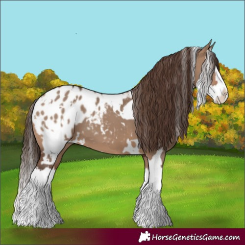 Horse Color:White Spotted Brown Dun Splash Appaloosa