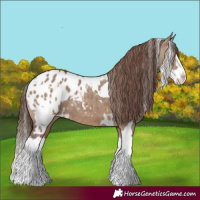 Horse Color:White Spotted Brown Dun Splash Appaloosa 