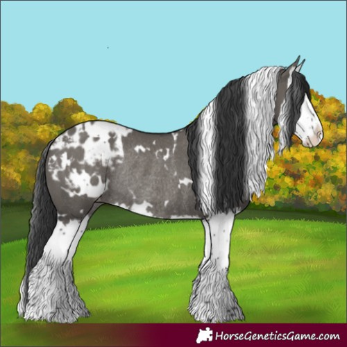 Horse Color:White Spotted Grullo Splash Appaloosa Rabicano 