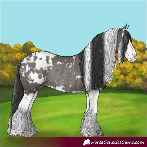 Horse Color:White Spotted Grullo Splash Blanket Rabicano 