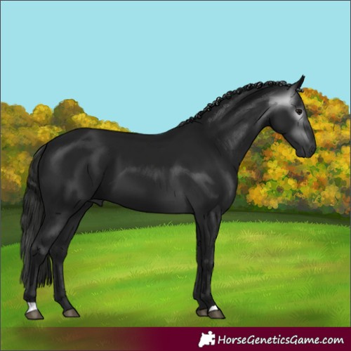Horse Color:Gray Black