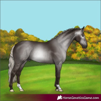 Horse Color:Gray Silver Black