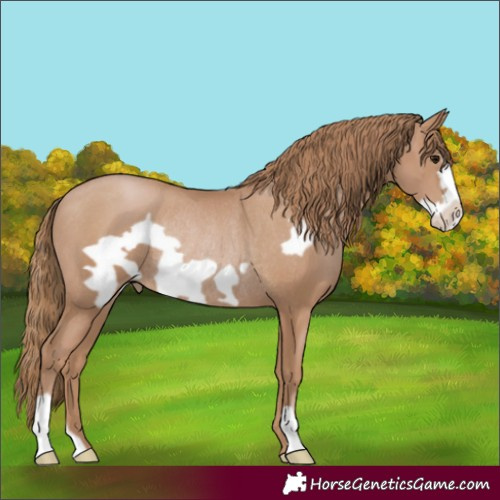 Horse Color:Black Pearl Frame Rabicano