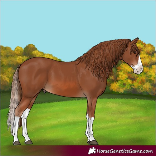 Horse Color:Chestnut Splash