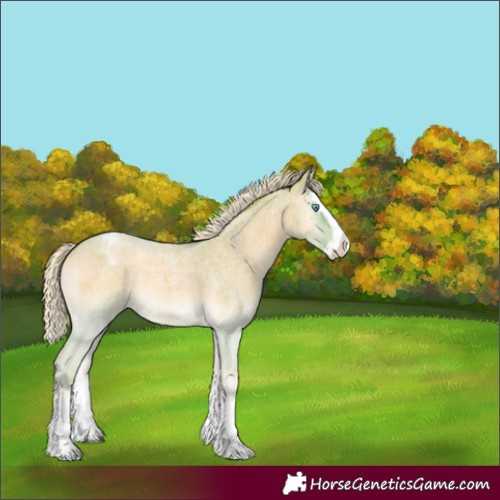 Horse Color:Watercolor Palomino Roan Onyx Splash Appaloosa 