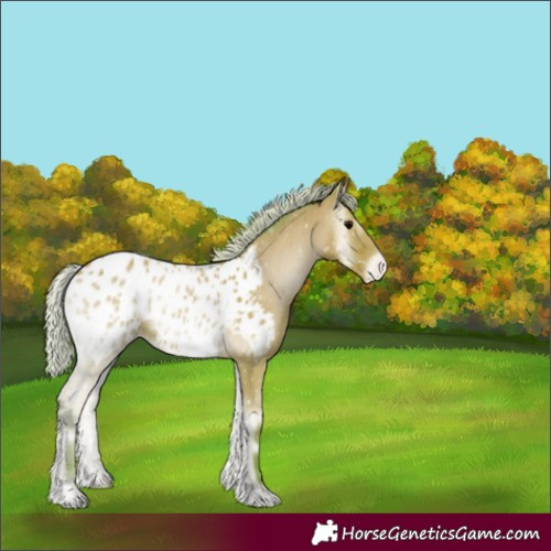 Horse Color:Watercolor Silver Bay Onyx Appaloosa