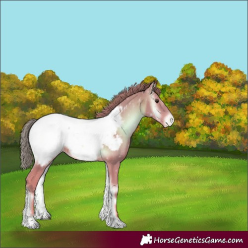 Horse Color:Watercolor Red Onyx Appaloosa 