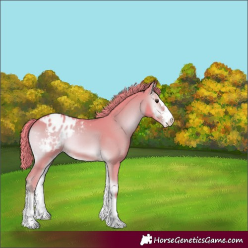Horse Color:Watercolor Red Onyx Appaloosa 