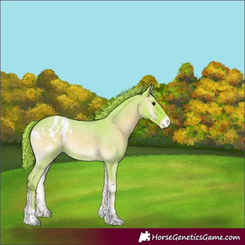 Horse Color:Watercolor Red Onyx Roan Appaloosa 