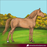 Horse Color:Chestnut Rabicano
