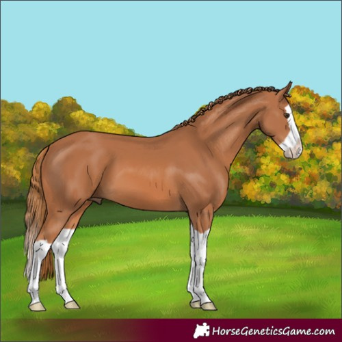 Horse Color:Chestnut Splash 