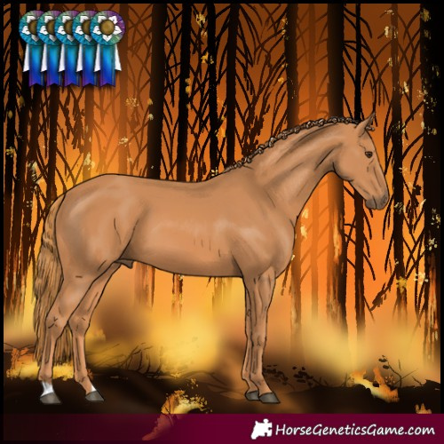 Horse Color:Chestnut 