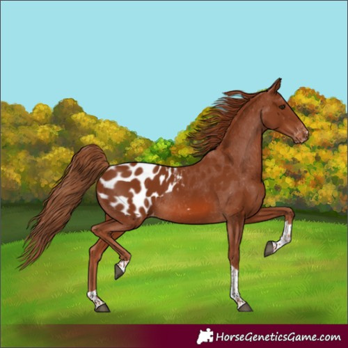 Horse Color:Chestnut Tobiano Blanket Rabicano 