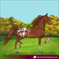 Horse Color:Chestnut Tobiano Appaloosa Rabicano 
