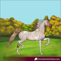 Horse Color:Red Dun Roan Tobiano 