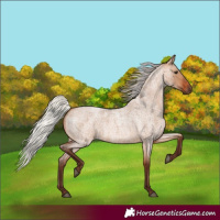 Horse Color:Silver Bay Roan Dun 