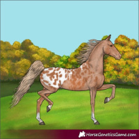 Horse Color:Chestnut Tobiano Appaloosa
