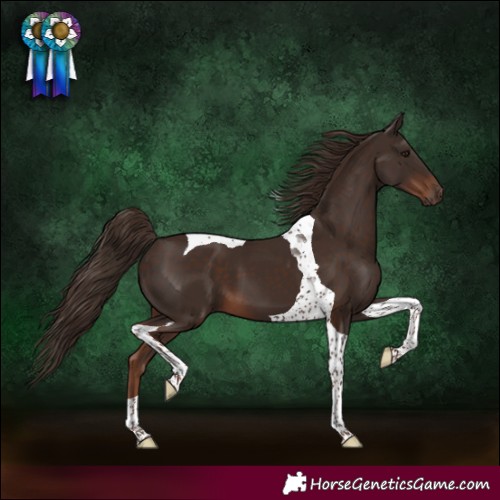 Horse Color:Liver Chestnut Tobiano