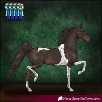 Horse Color:Liver Chestnut Tobiano