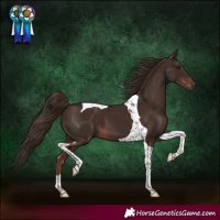 Horse Color:Liver Chestnut Tobiano