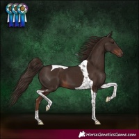 Horse Color:Liver Chestnut Tobiano 