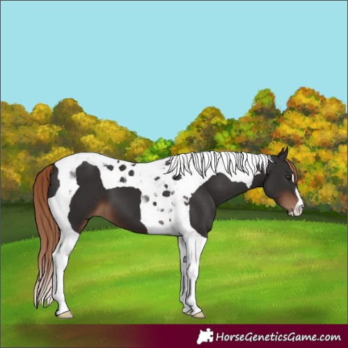 Horse Color:Liver Chestnut Tobiano 