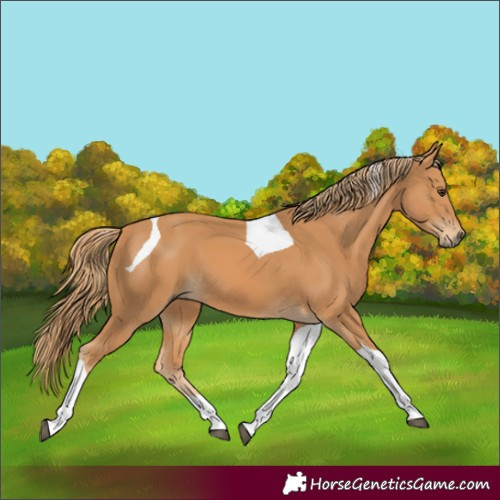 Horse Color:Chestnut Tobiano 