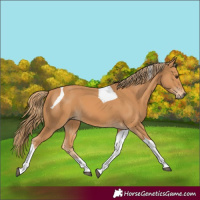 Horse Color:Chestnut Tobiano 