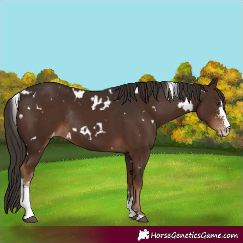Horse Color:White Spotted Liver Chestnut Sabino Appaloosa Rabicano 