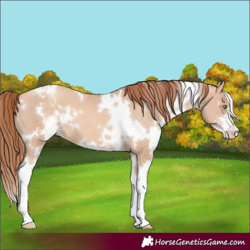 Horse Color:White Spotted Gold Champagne Dun Sabino Appaloosa 
