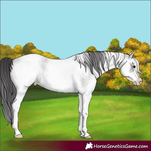 Horse Color:White Spotted Grullo Roan Appaloosa Rabicano