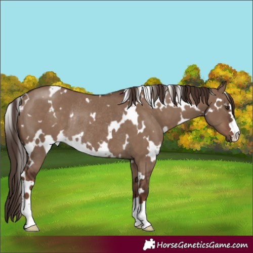 Horse Color:White Spotted Liver Red Dun Rabicano 