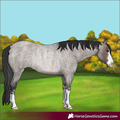 Horse Color:Brown Roan Dun Rabicano