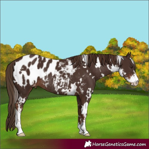 Horse Color:White Spotted Liver Chestnut Sabino Appaloosa Rabicano