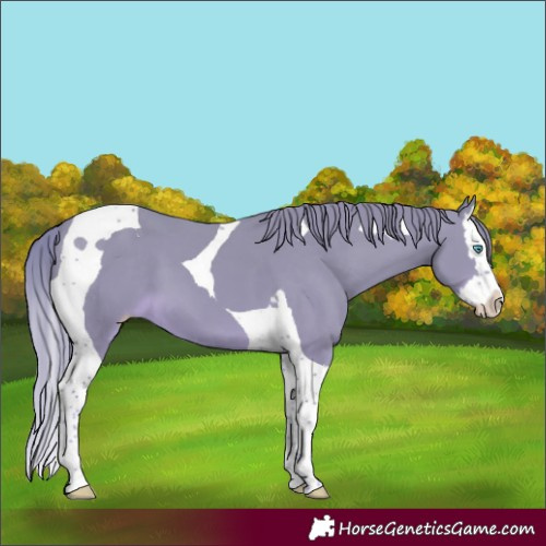 Horse Color:Perlino Splash Tobiano 