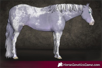 Horse Color:Perlino Splash Tobiano