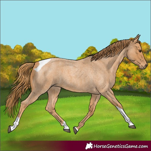 Horse Color:Red Roan Tobiano 