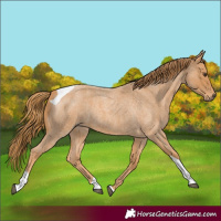 Horse Color:Red Roan Tobiano