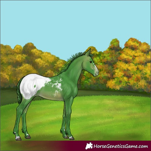 Horse Color:Watercolor Brown Appaloosa 