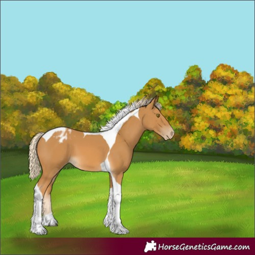 Horse Color:Palomino Tobiano Appaloosa